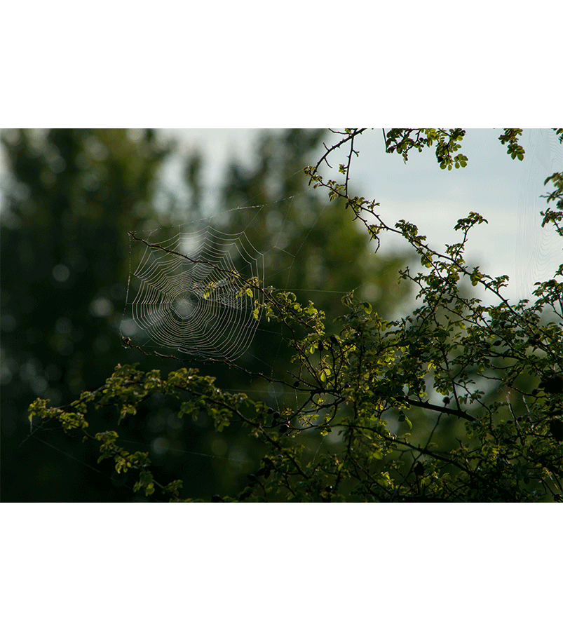 Paučina na granama - Žolt Kavai slike