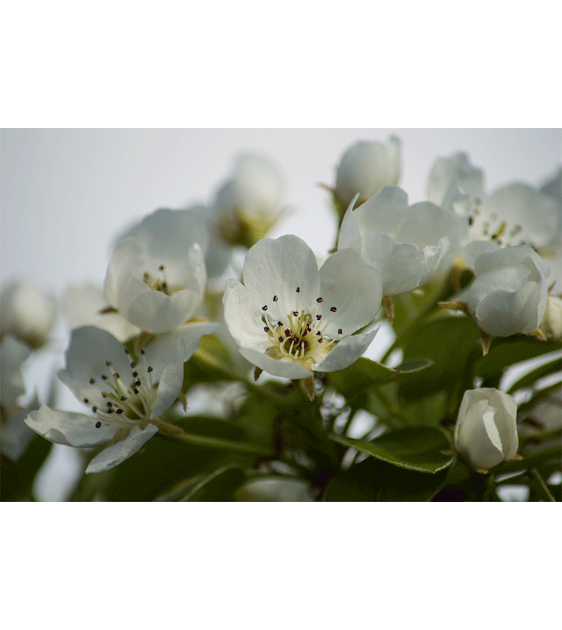 Cvetovi - Žolt Kavai slike