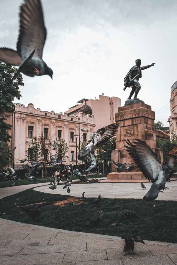 Nikola Soljic - pigeon - slika