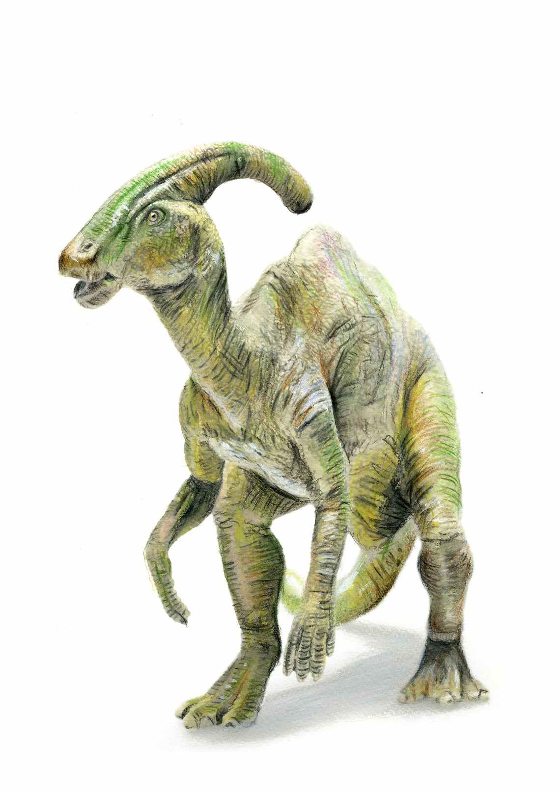 Parasaurolophus slika za dečiju sobu