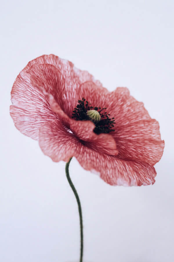Pink common poppy fotoposter