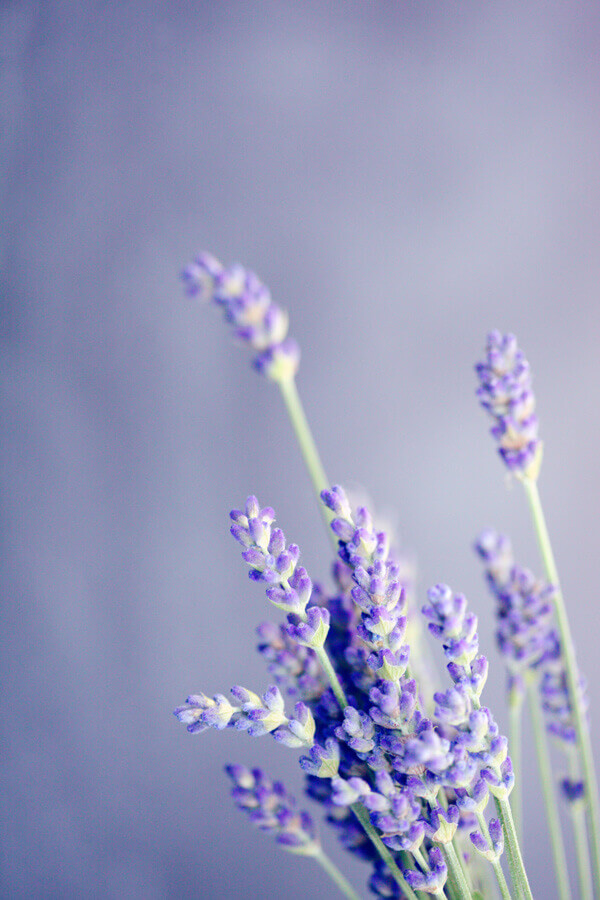 Fresh lavender foto poster