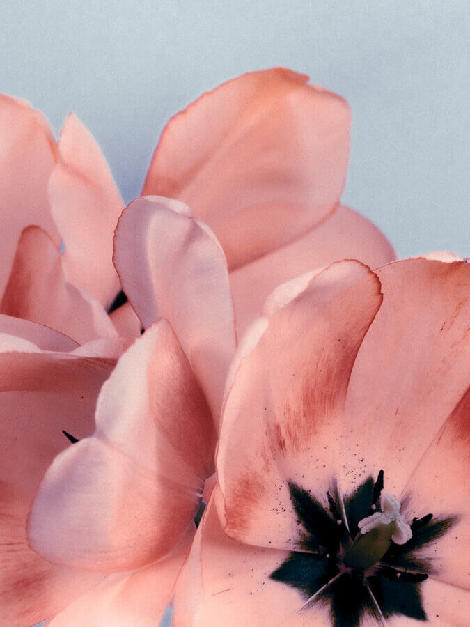 Pink Tulip flowers foto poster