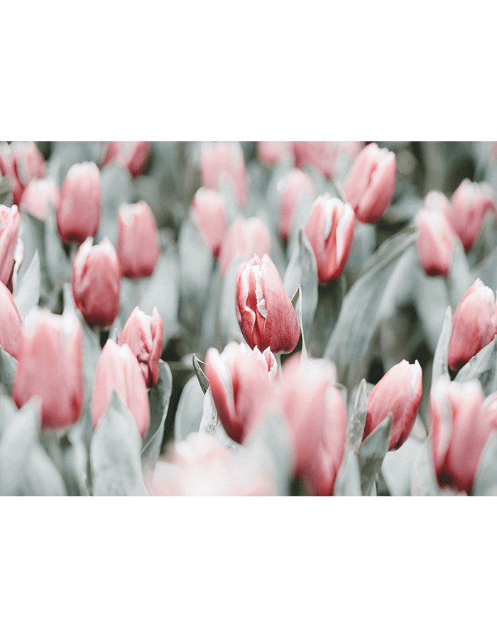 Pastel color tulips foto poster