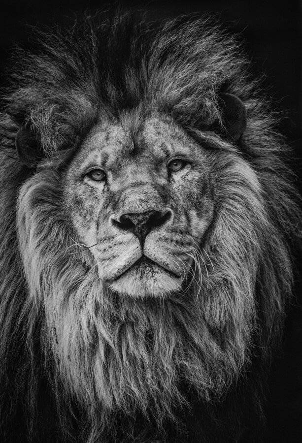 Greyscale Lion poster