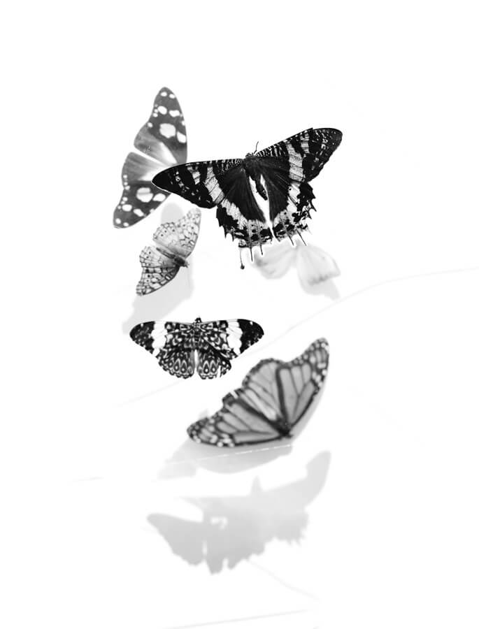 B&W Butterflies poster