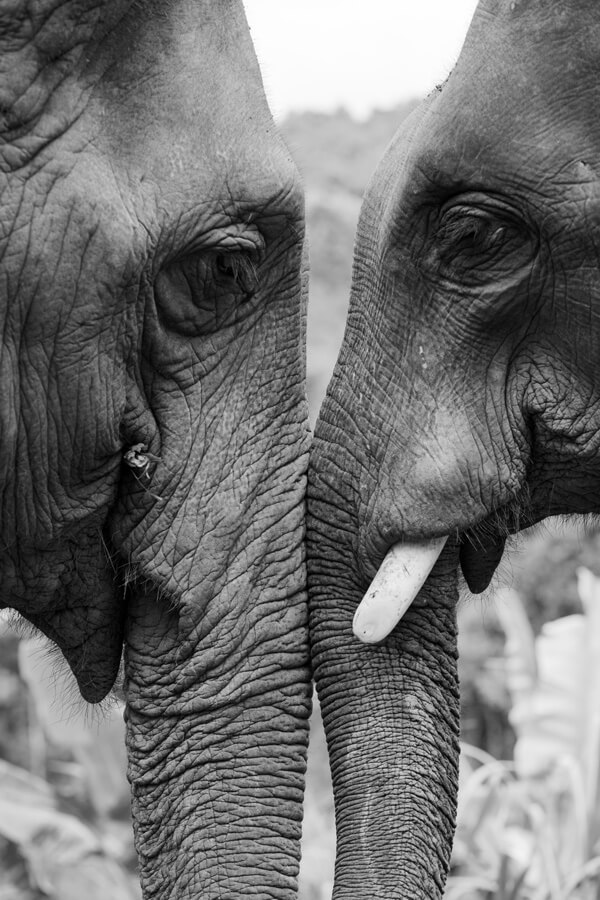 Greyscale Elephant Together poster