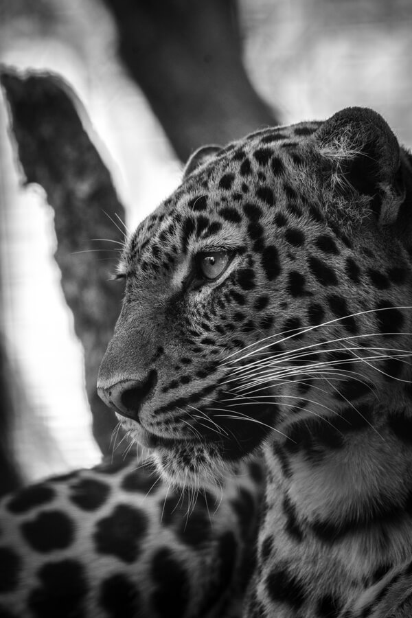 Greyscale Leopard poster