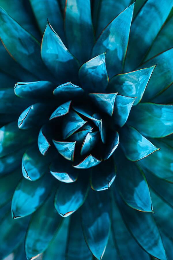 Blue spiraling teal leaves slika