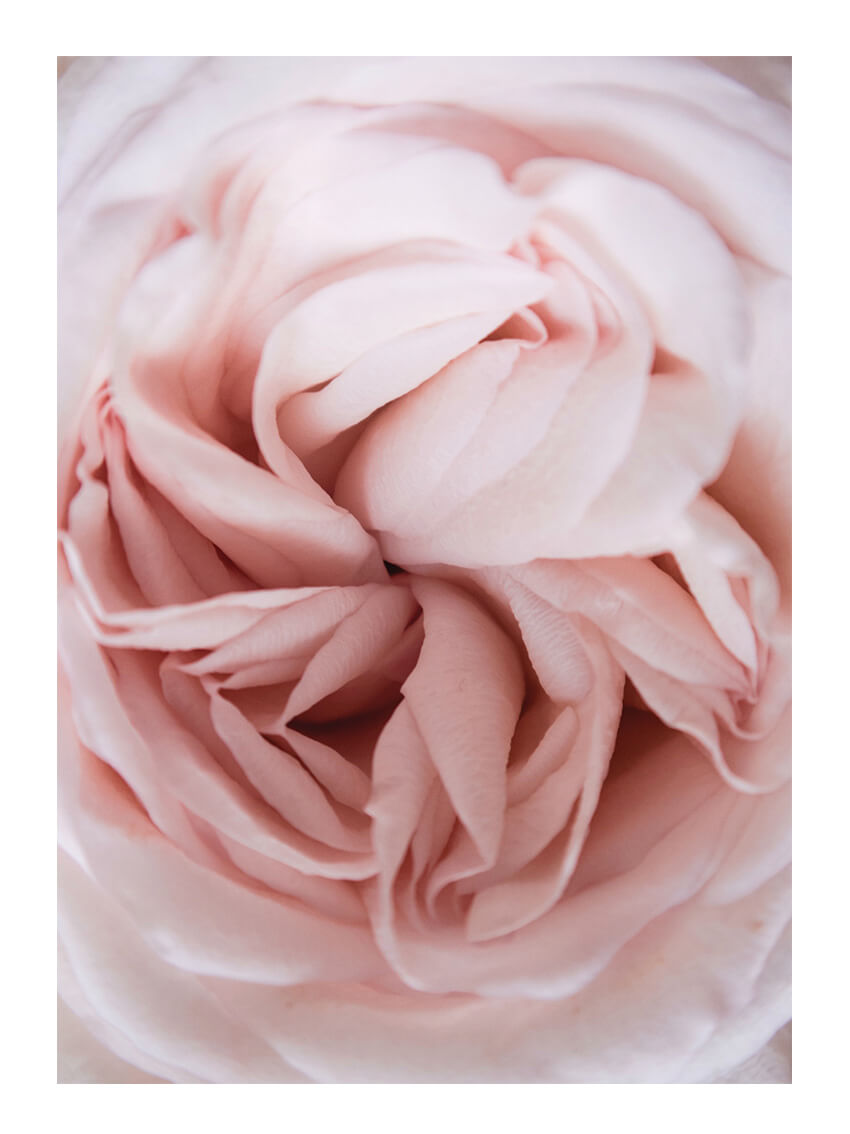 Soft pink blossom