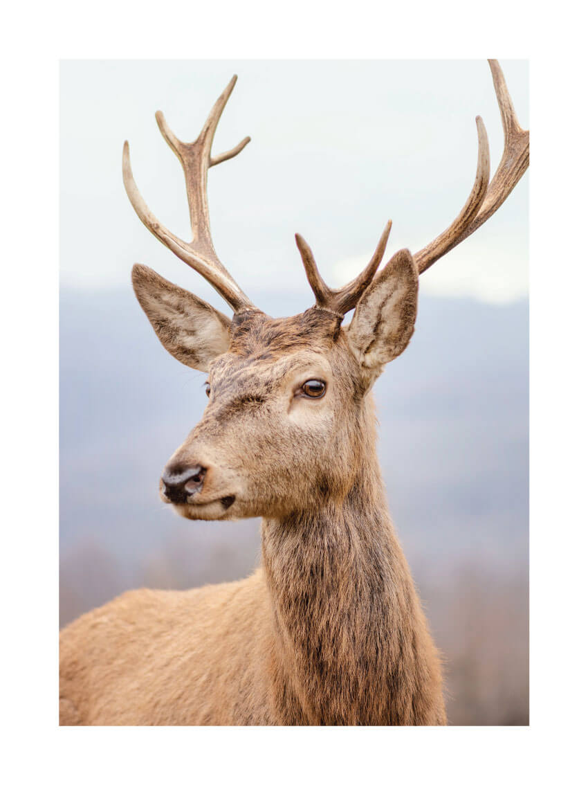 Wild deer poster