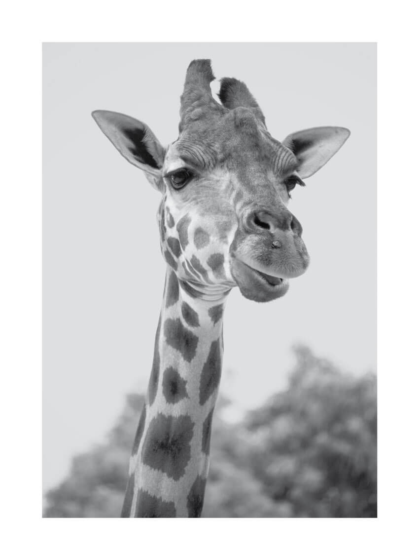 Giraffe poster