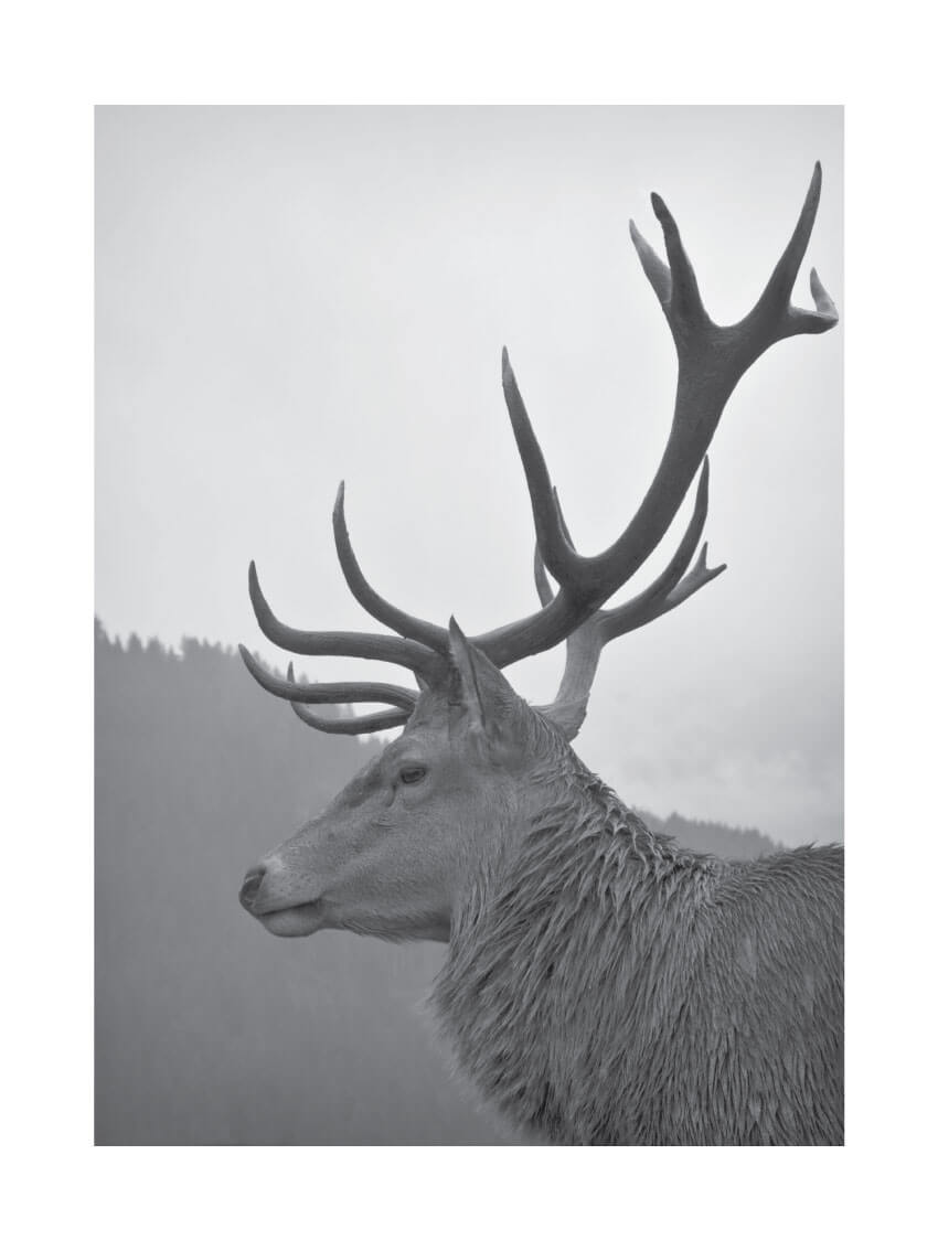 Majestic deer poster