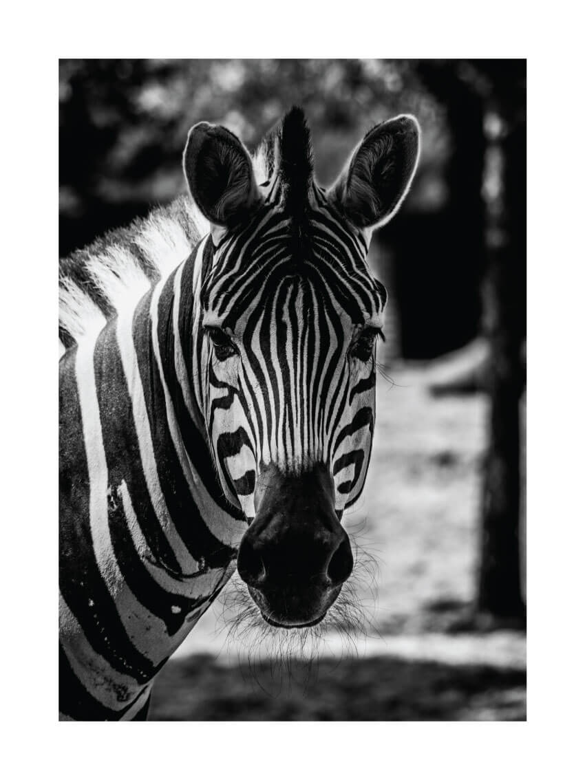 Zebra portrait poster