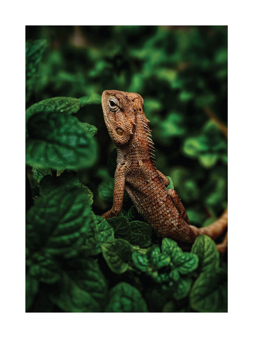 Lizard foto poster