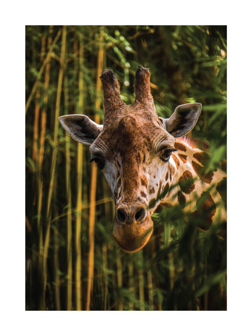 Wild giraffe poster