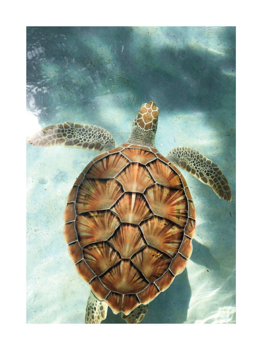 Turtle poster