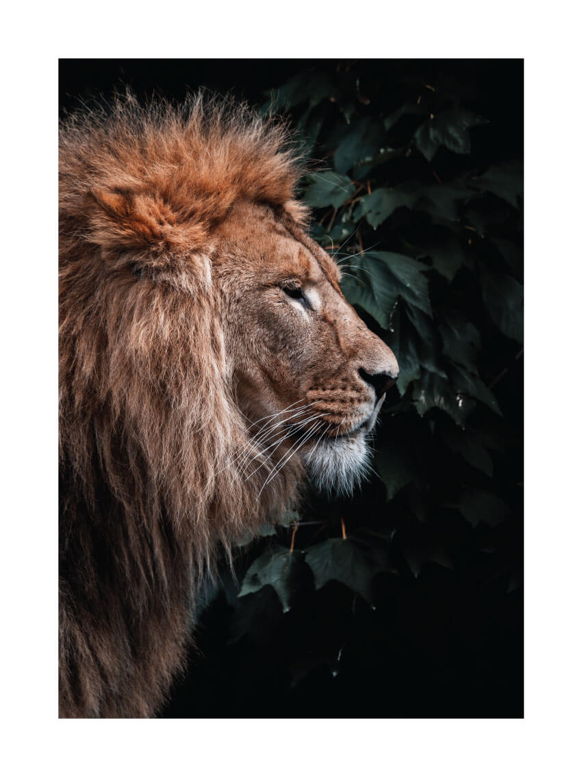 Majestic lion foto poster