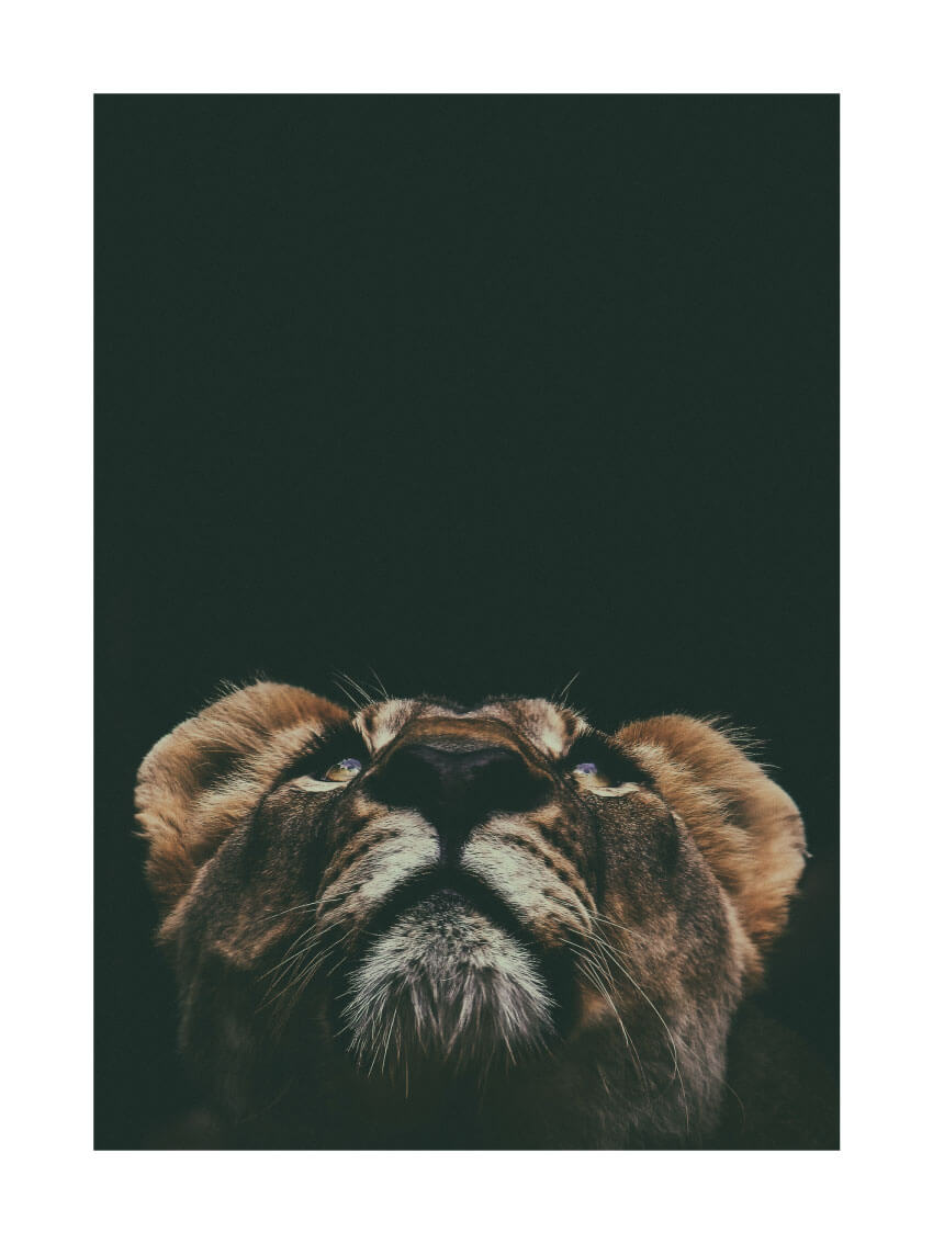 Prince Lion foto poster