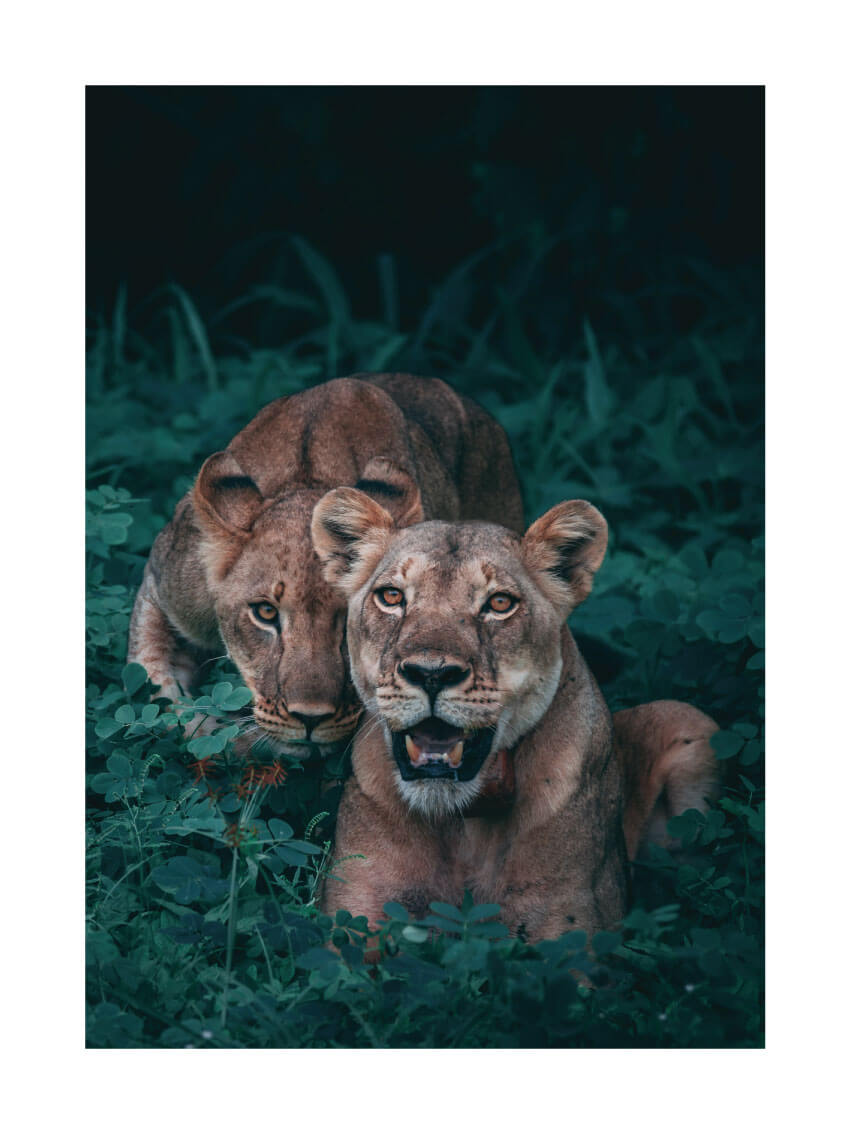 Lion in the wild poster