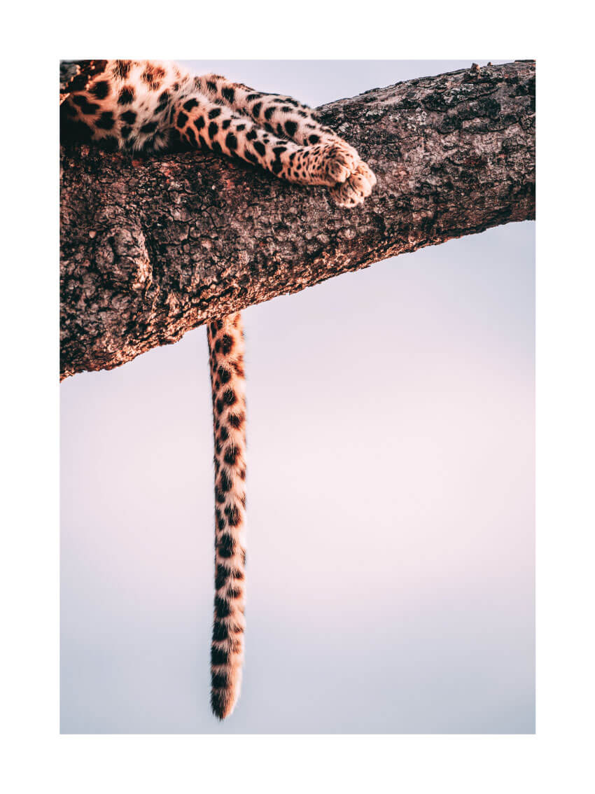 Leopard on the tree poster