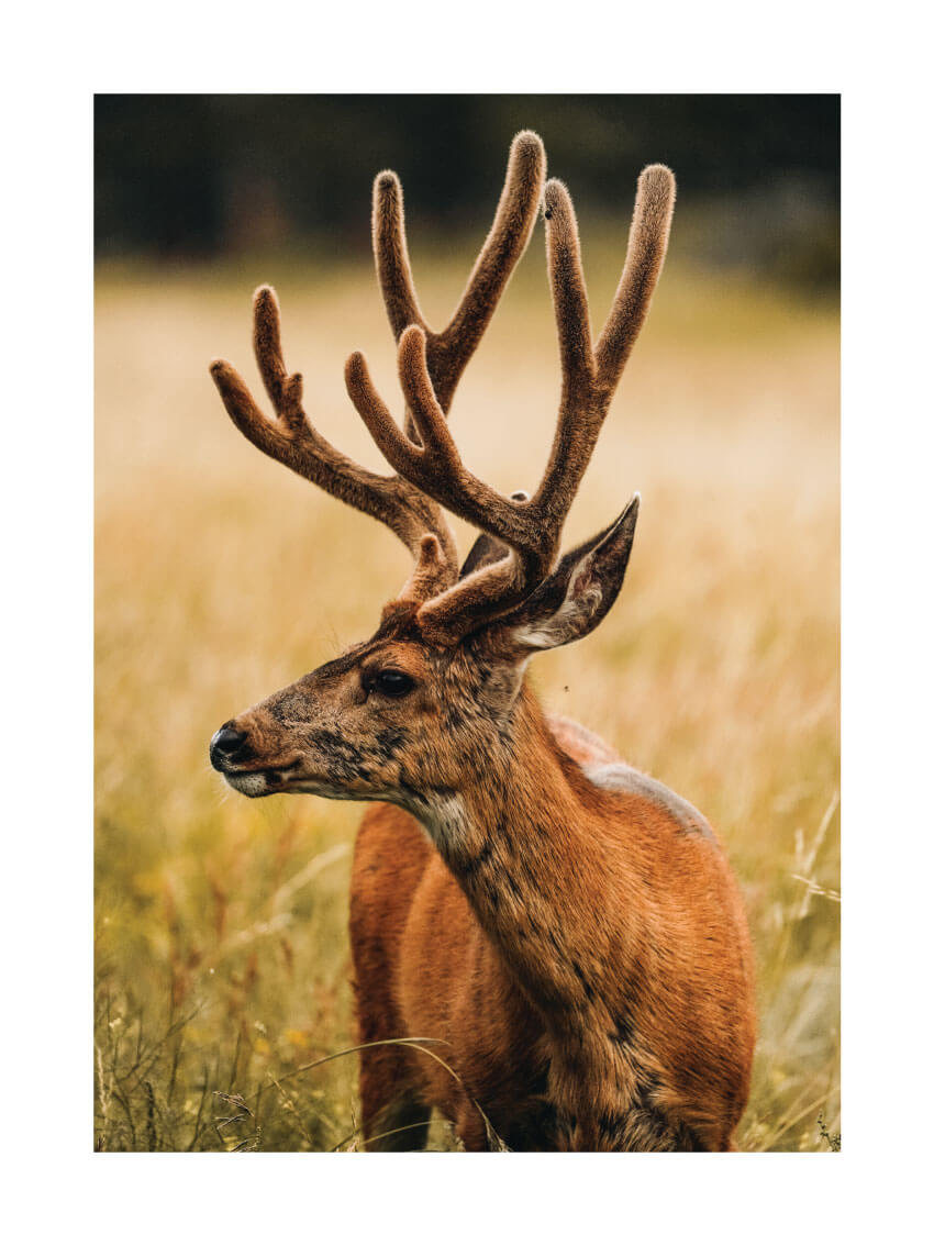 Stag profile poster