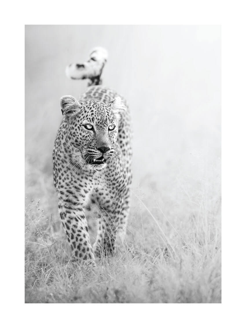 Majestic leopard poster