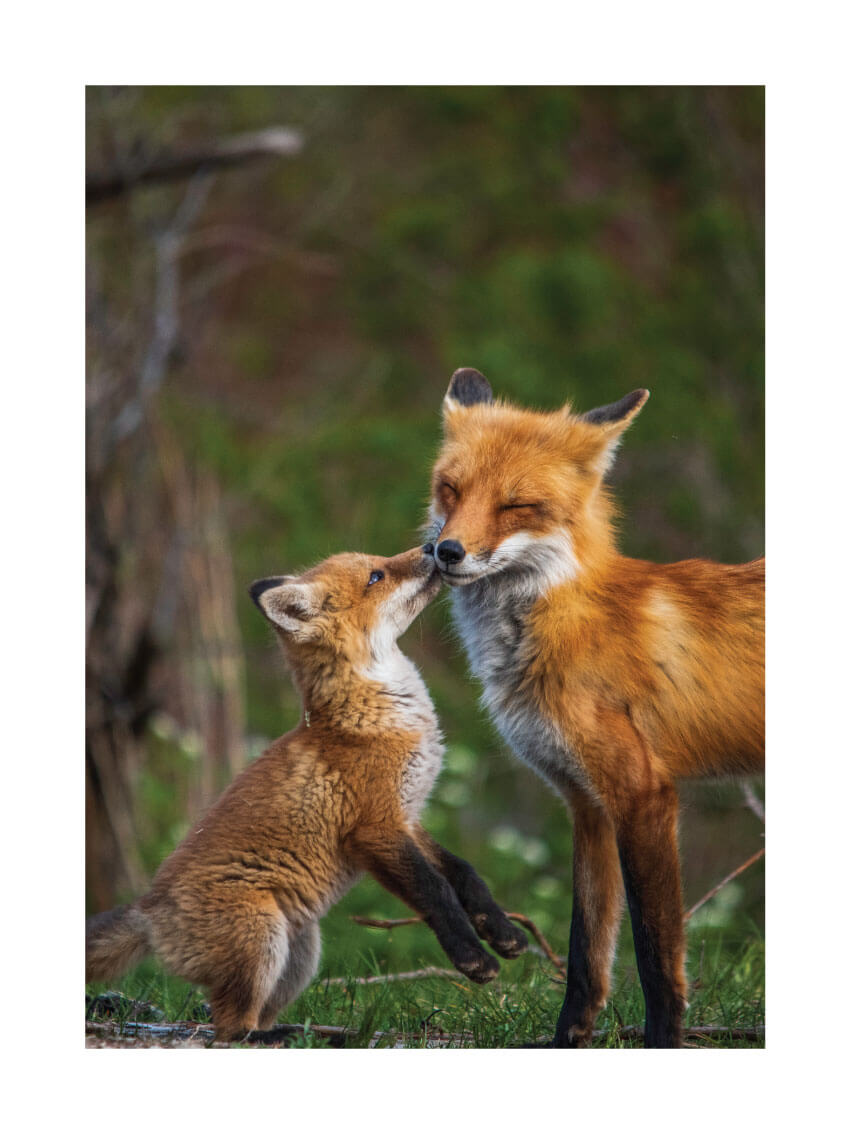 Fox family poster