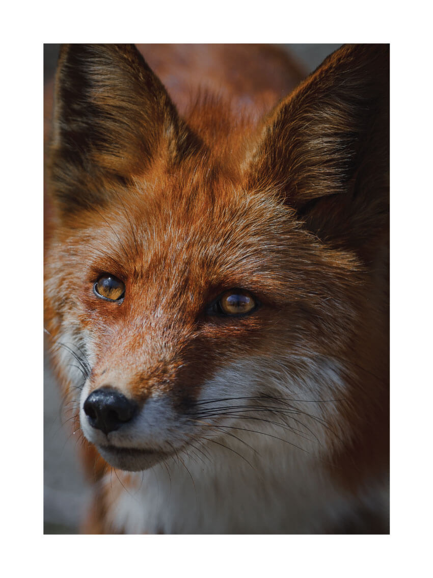Fox poster